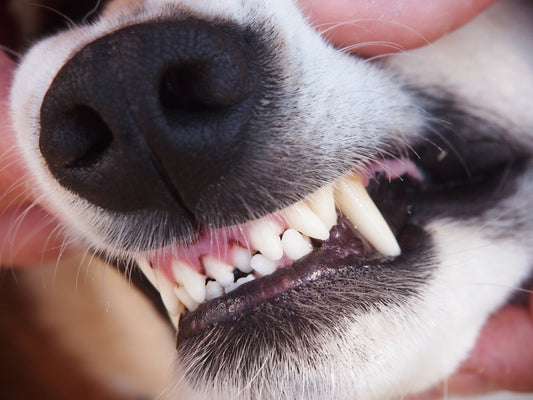 The Ultimate Guide to Dog Dental Health